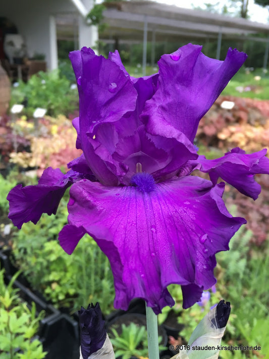 Iris barbata-elatior 'Loyalist'