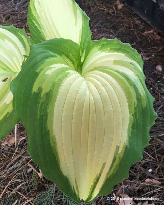 Hosta 'War Paint'
