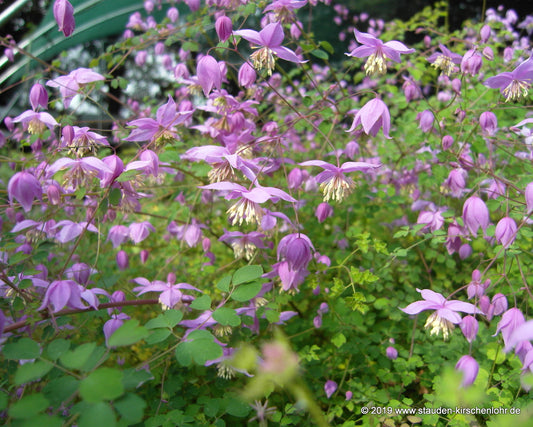 Thalictrum delavayi var. mucronatum DJHC 473