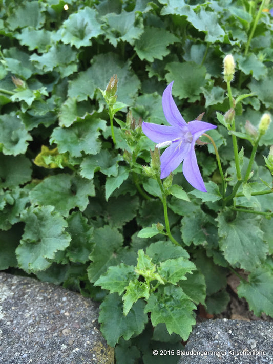 Campanula poscharskyana 'Blauranke'