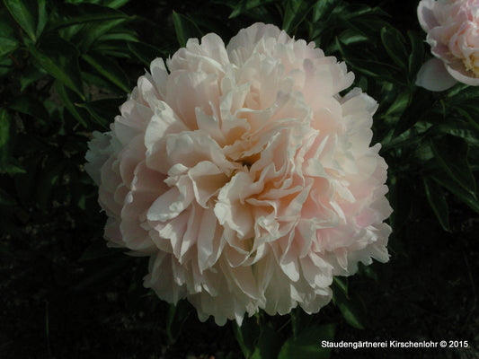 Paeonia 'Sweet 16'