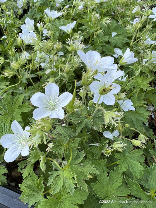 Geranium sylvaticum 'Album'