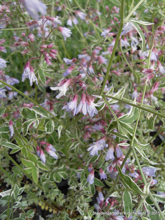 Polemonium reptans 'Touch of Class' ®