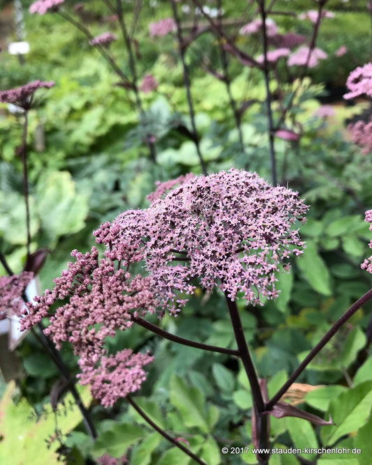 Angelica sylvestris 'Vicar´s Mead'