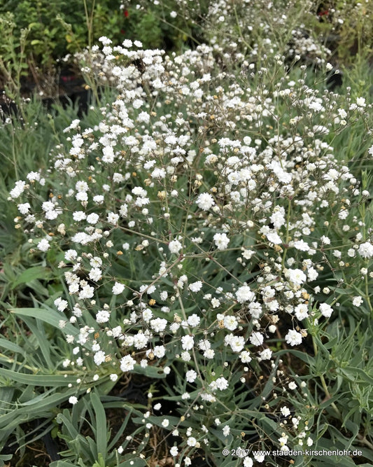 Gypsophila paniculata 'Bristol Fairy'