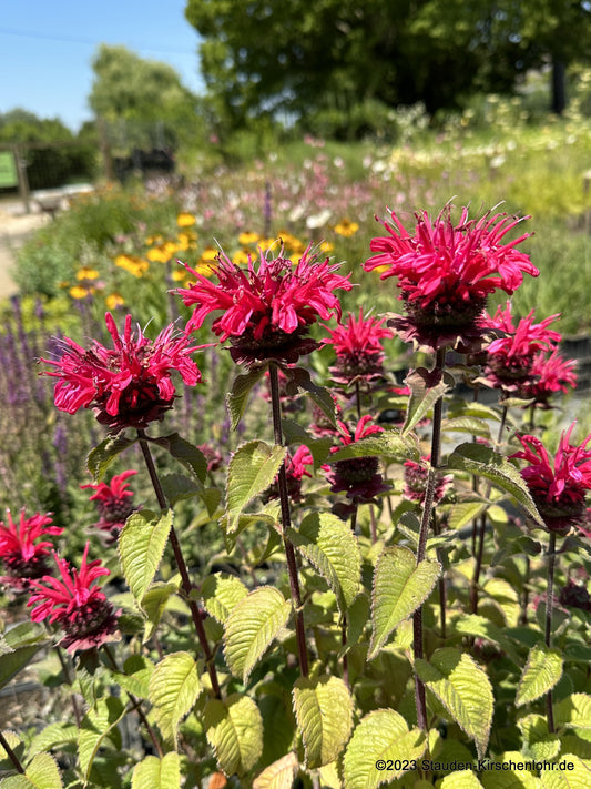 Monarda 'Bee-Happy' ®