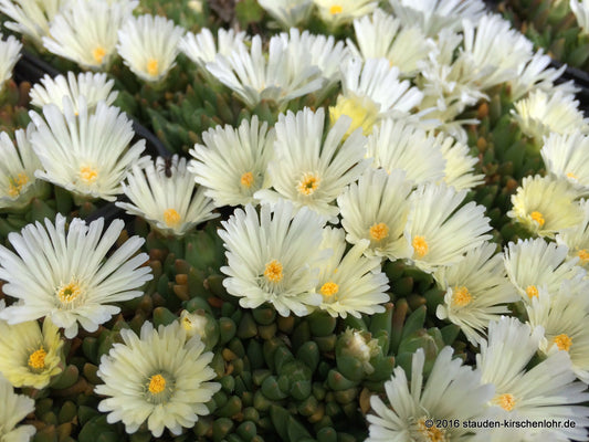 Delosperma basuthicum (ex Drakensberge)