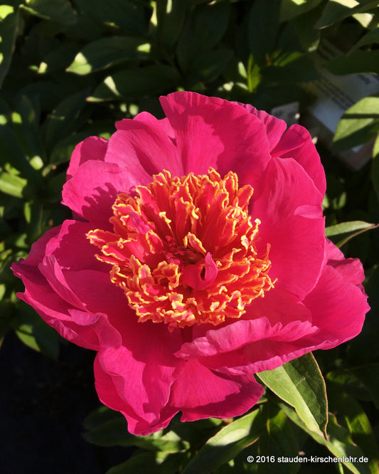 Paeonia 'Neon'