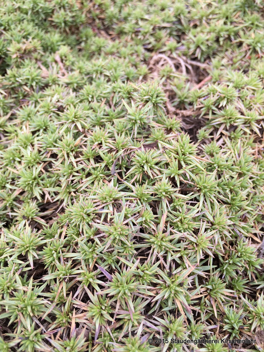 Dianthus erinaceus var. alpinus