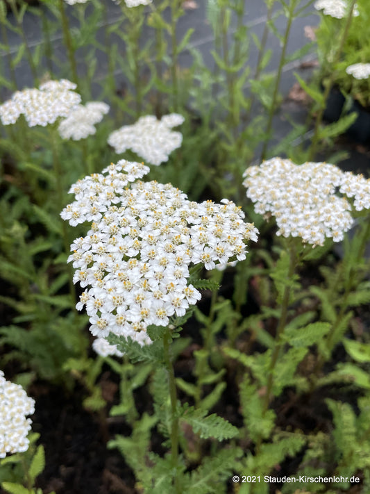 Achillea 'Heinrich Vogeler'