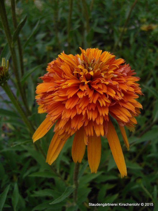 Echinacea 'Marmalade' ®