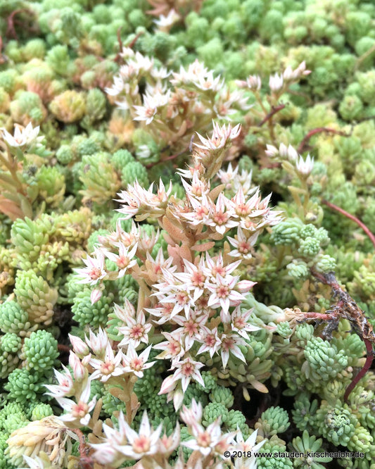 Sedum hispanicum var. minus