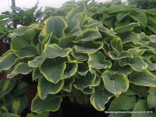 Hosta 'Sagae'