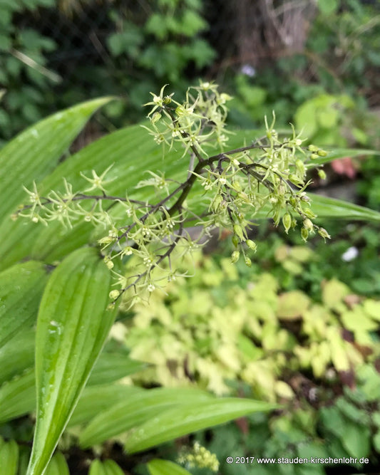 Maianthemum tatsienense