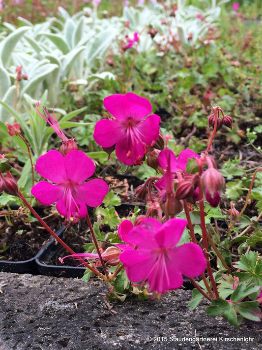 Geranium x cantabrigiense 'Crystal Rose'