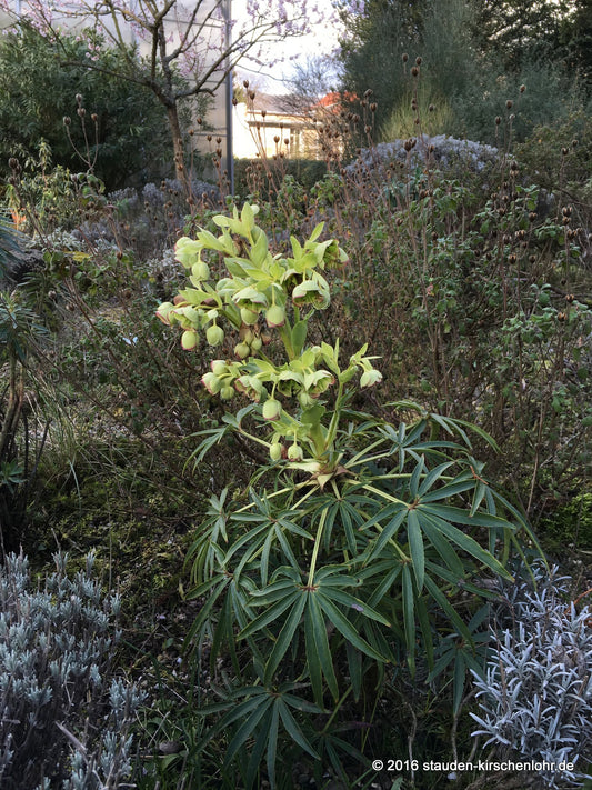 Helleborus foetidus