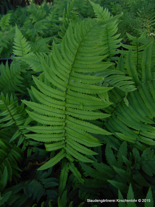 Dryopteris cycadina