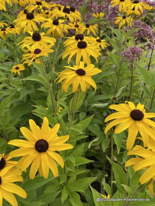 Rudbeckia subtomentosa 'Loofahsa Weaten Gold'