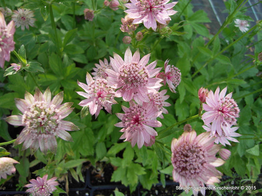 Astrantia major 'Lola'