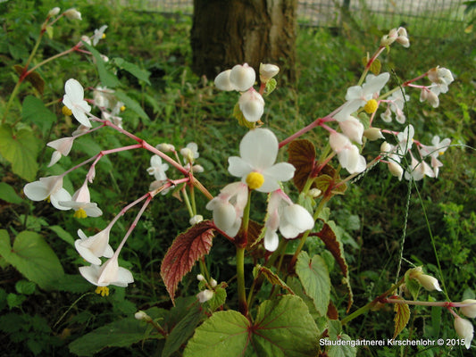 Begonia grandis subsp. grandis 'Alba'