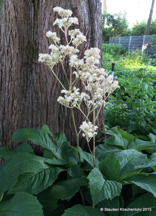 Rodgersia 'Badenweiler'