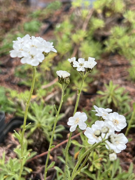 Achillea ageratifolia subsp. ageratifolia