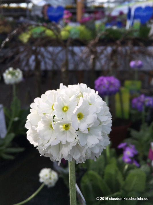 Primula denticulata 'Alba'