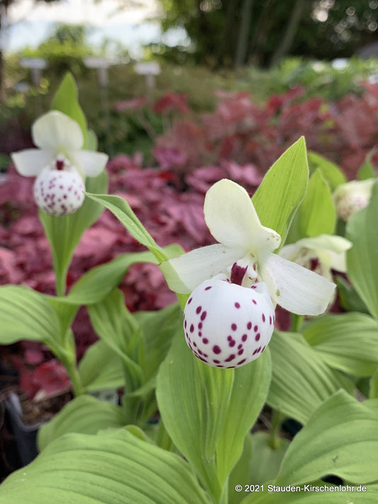 Cypripedium 'Ulla Silkens' veg. Klon gepunktet NIS