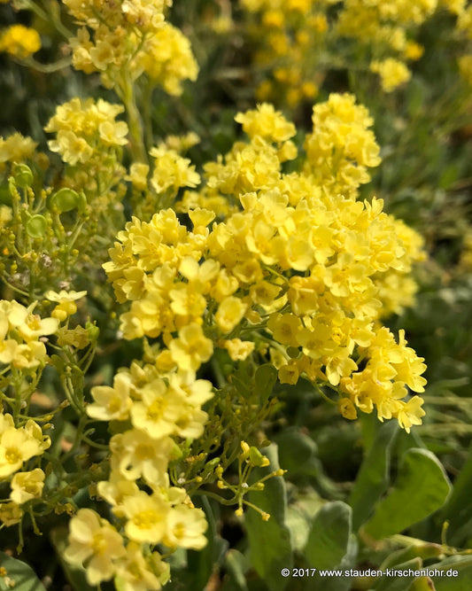 Aurinia saxatilis 'Sulphureum' (Alyssum)