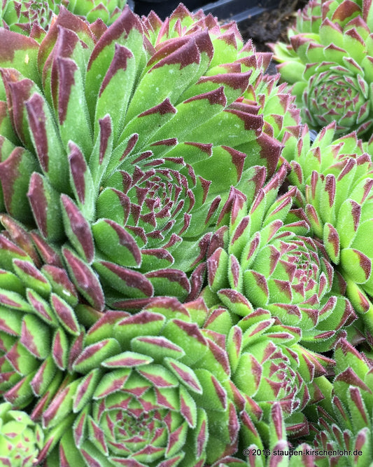 Sempervivum 'Chivalry'