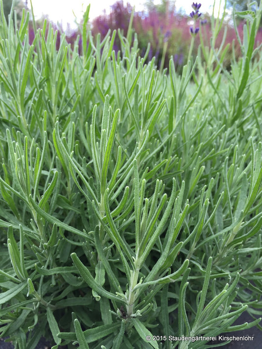 Lavandula angustifolia 'Hidcote Blue' veg.