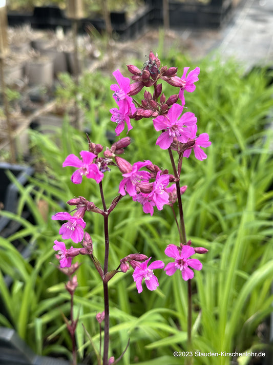Viscaria vulgaris 'Feuer' (Lychnis)