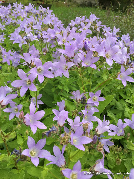 Campanula lactiflora 'Prichard´s Var.'