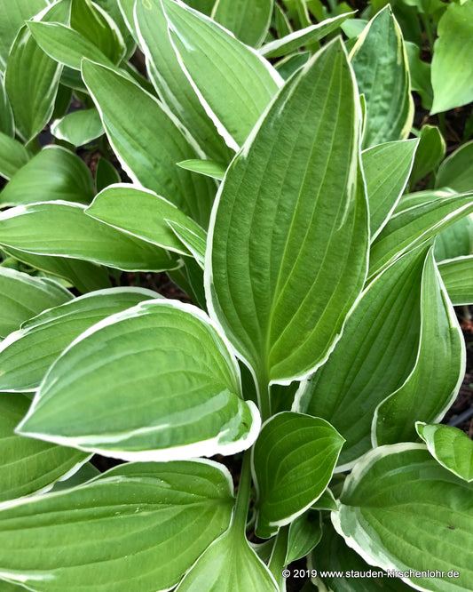 Hosta sieboldii 'Albomarginata'