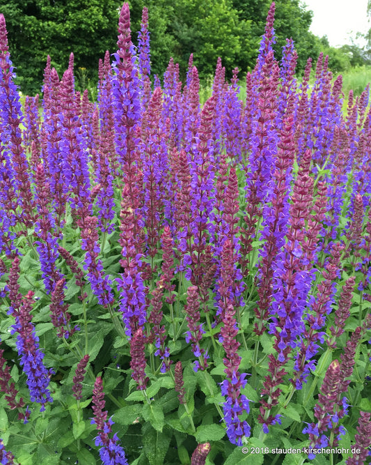 Salvia nemorosa 'Jan Spruyt'