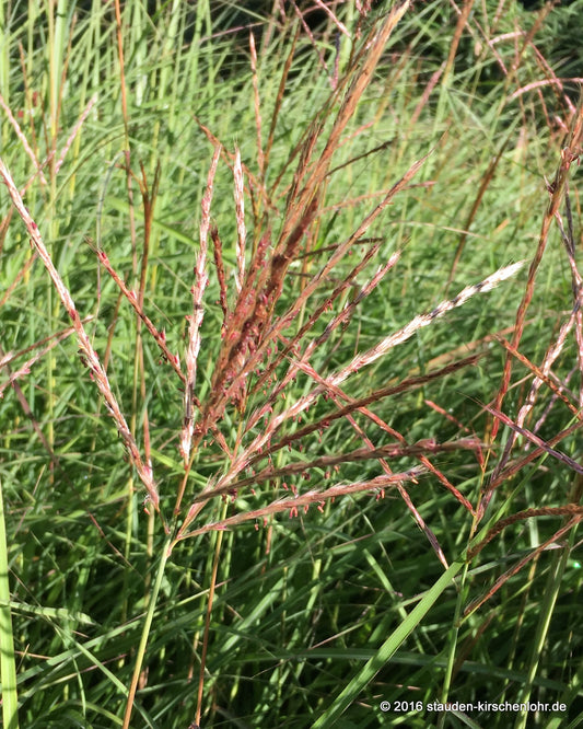 Miscanthus sinensis 'Ibiza' ®