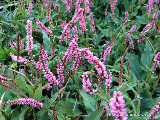 Bistorta amplexicaulis 'Pink Elephant' ®