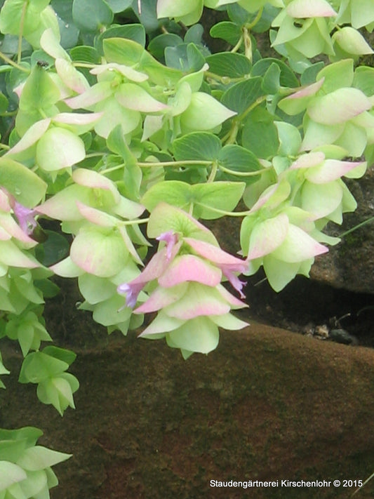 Origanum 'Kent Beauty'
