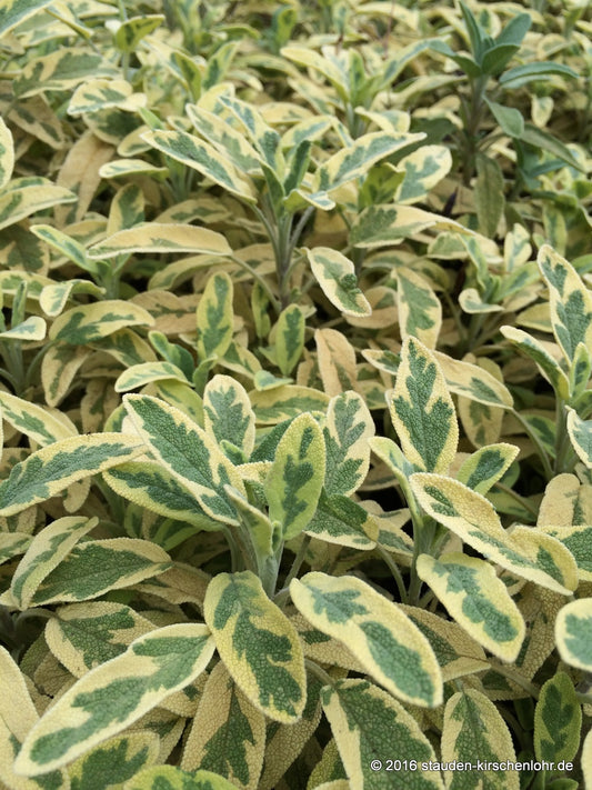 Salvia officinalis 'Ictarina'