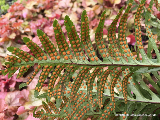 Polypodium cambricum 'Omnilacerum Oxford'