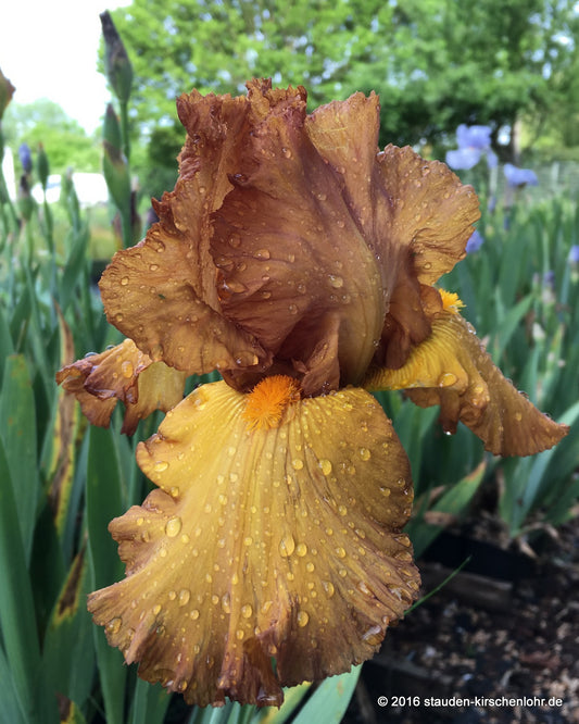 Iris barbata-elatior 'Tabac Blond'