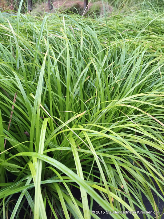 Carex oshimensis 'Greenwell' JS ®