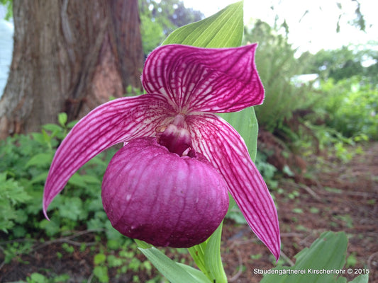 Cypripedium hotei-atsumorianum NIS
