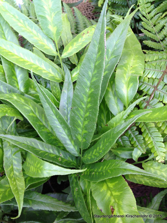 Coniogramme japonica 'Variegata'