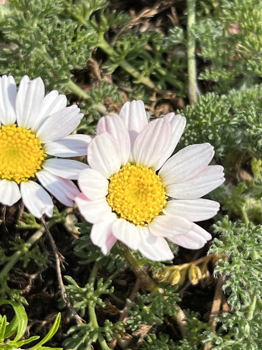 Anacyclus pyrethrum var. depressus