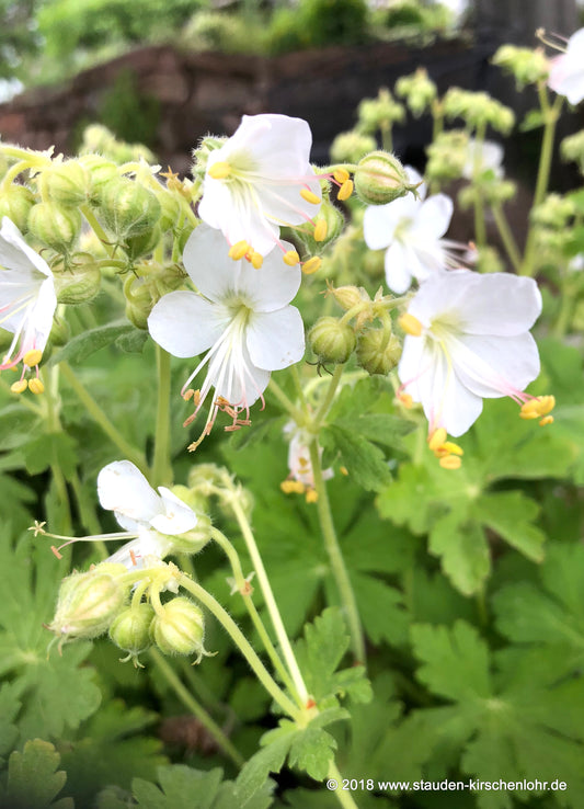 Geranium macrorrhizum 'Album'