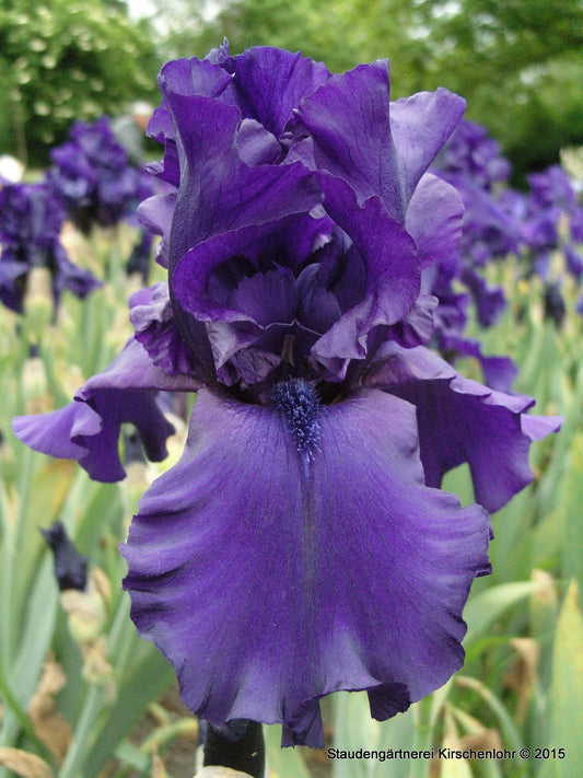 Iris barbata-elatior 'Dusky Challenger'