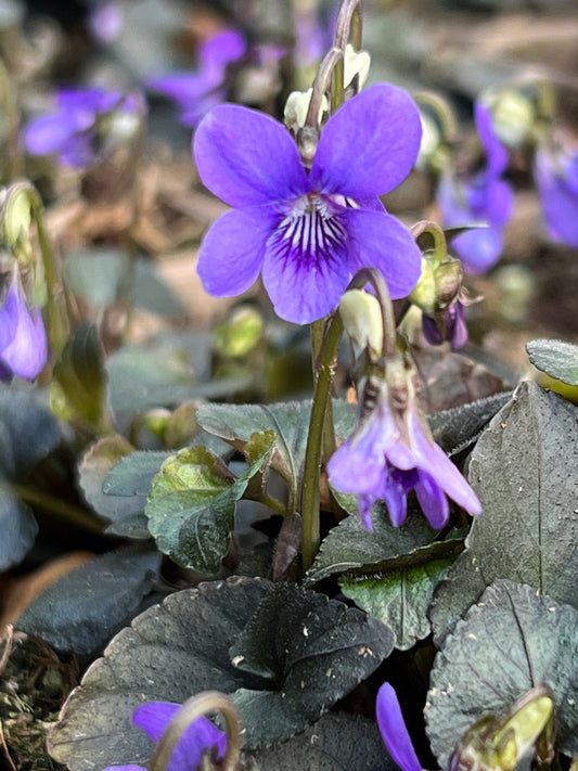 Viola riviniana 'Purpurea' (labradorica hort.)