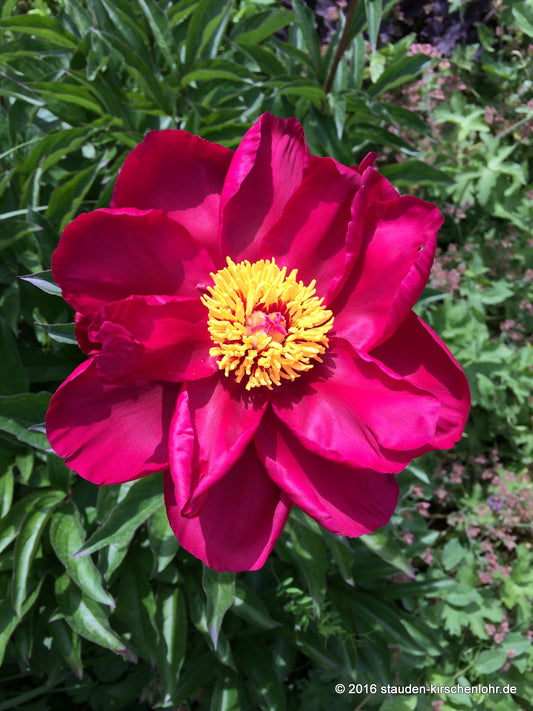 Paeonia 'Kickapoo'