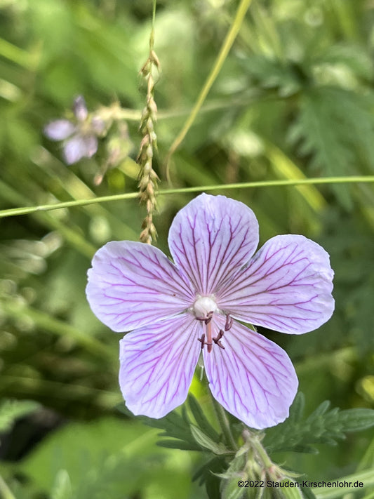 Geranium pratense 'Ilya'